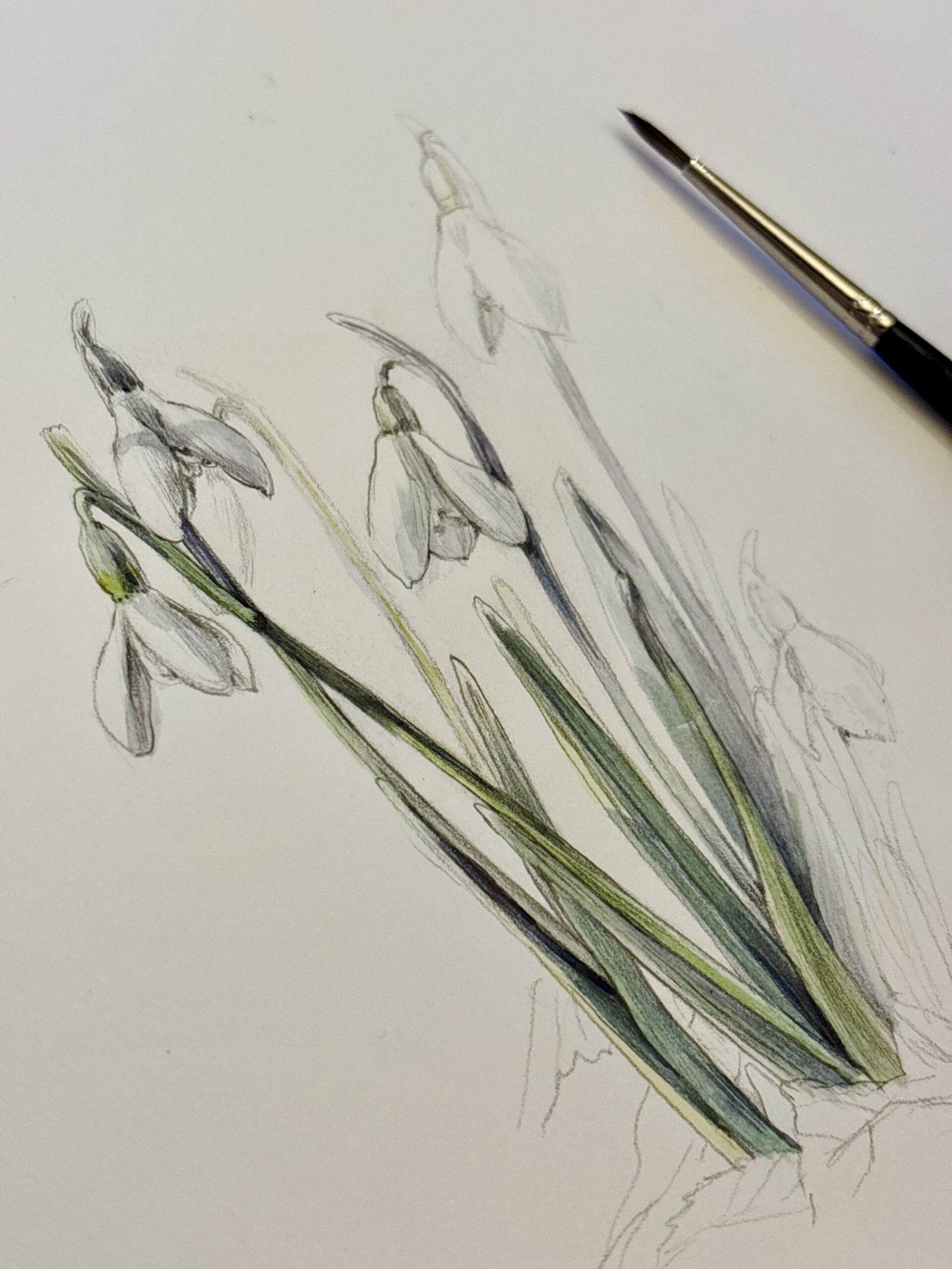 Snowdrop illustration